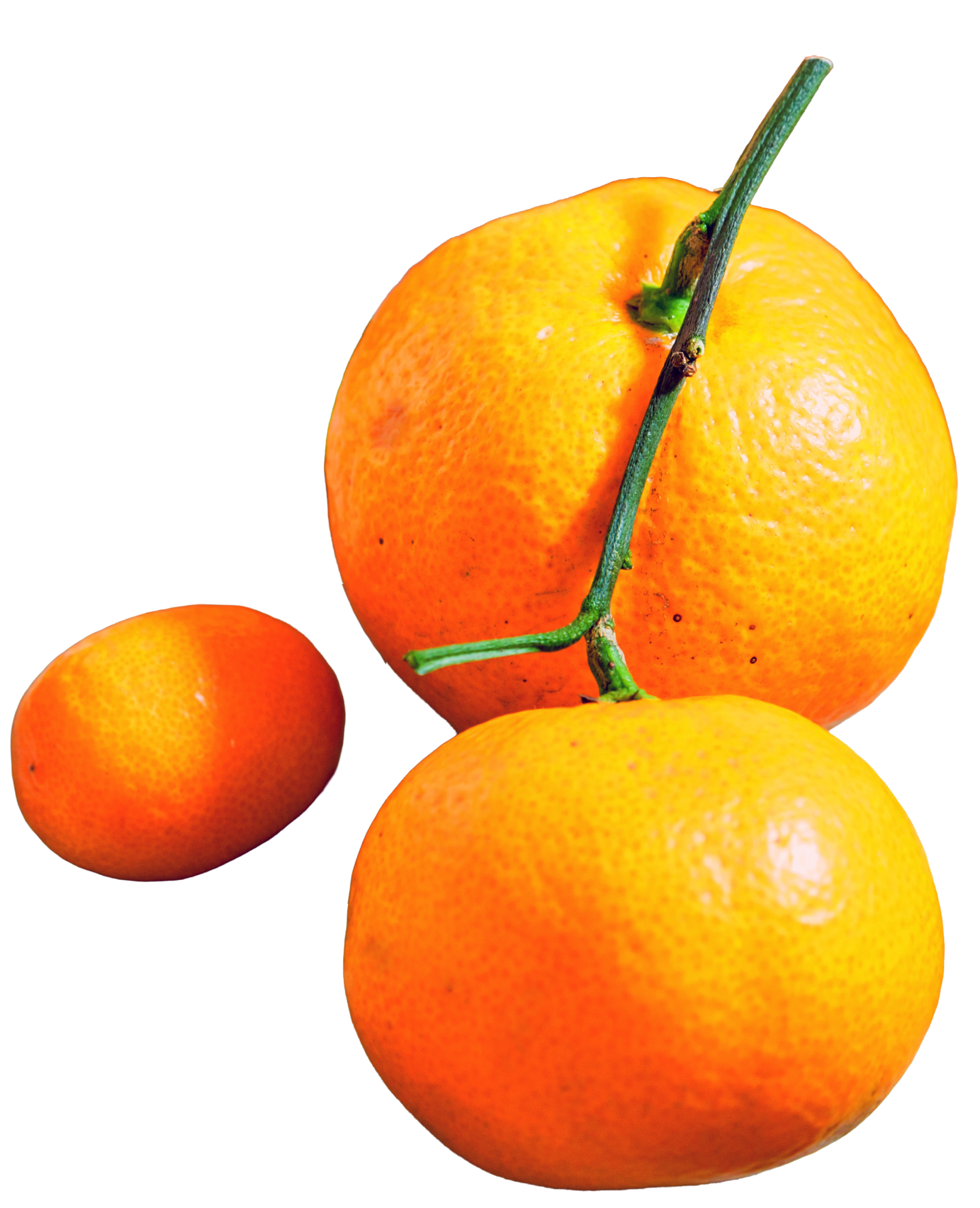 Bio Zitrusfrüchte Spanien